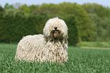 KOMONDOR 067